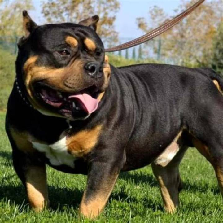 Mix Pitbull and Rottweiler: Temperament, Care, and What to Expect
