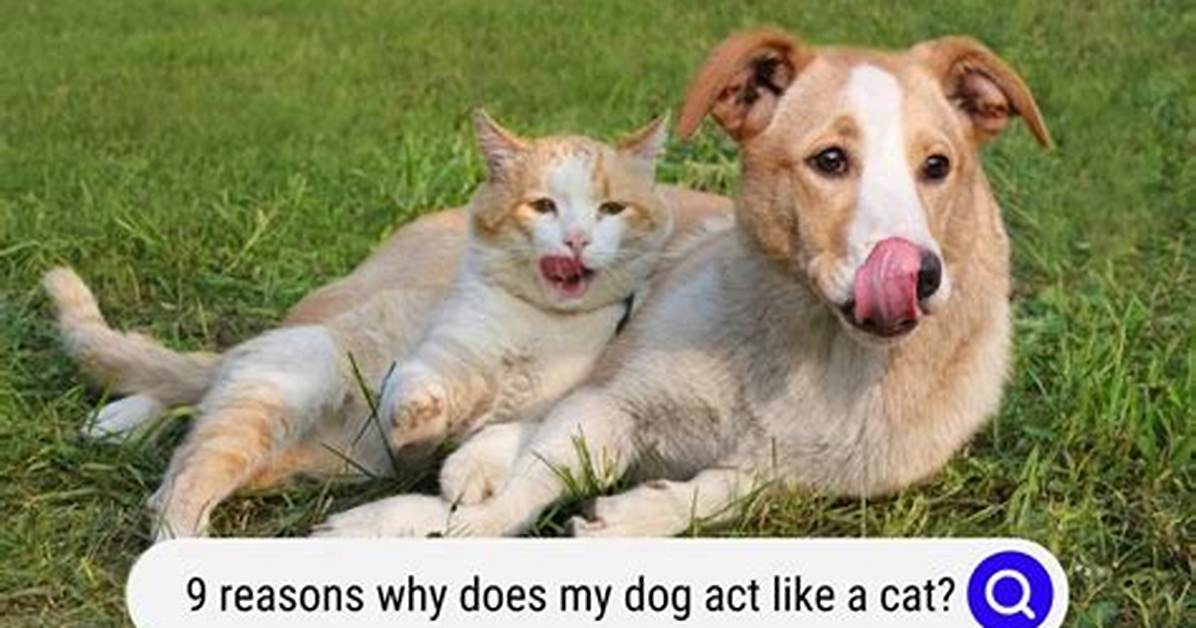 Why Does
